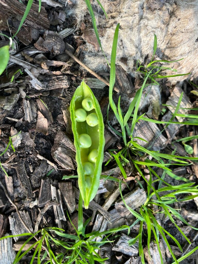 PHOTO-2024-07-11-21-29-56 2