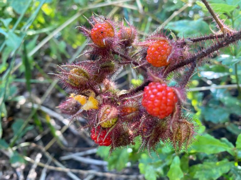 PHOTO-2024-07-23-09-10-59