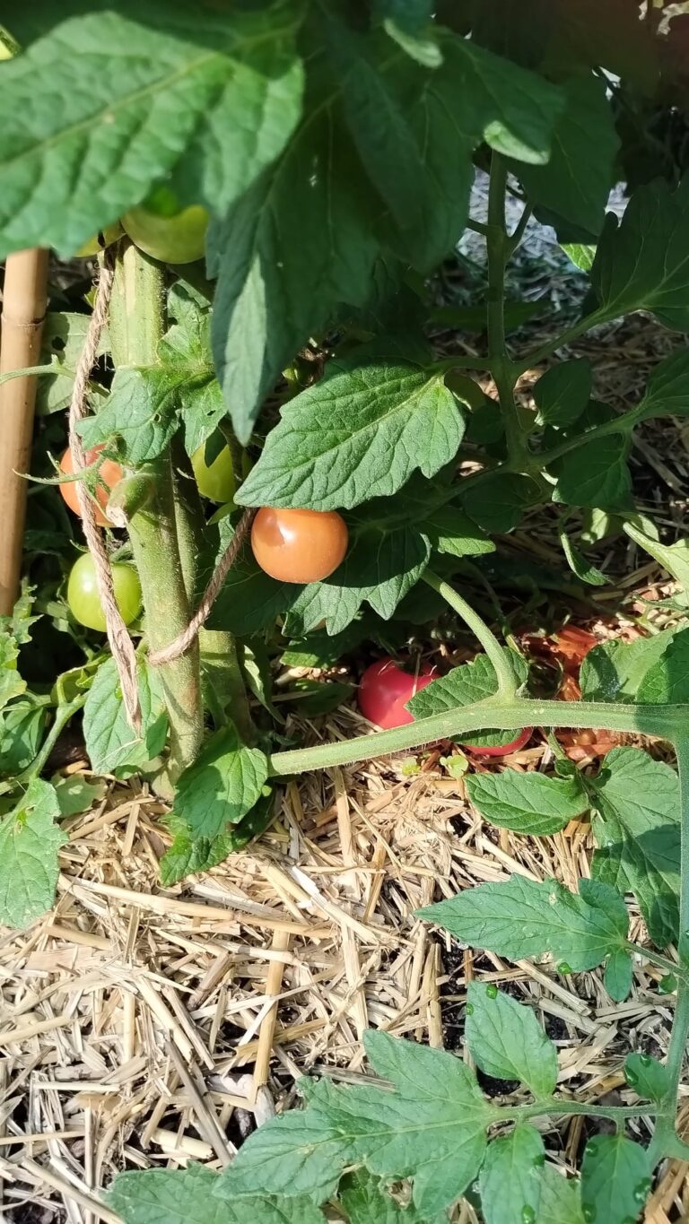 PHOTO-2024-08-19-09-59-46 2