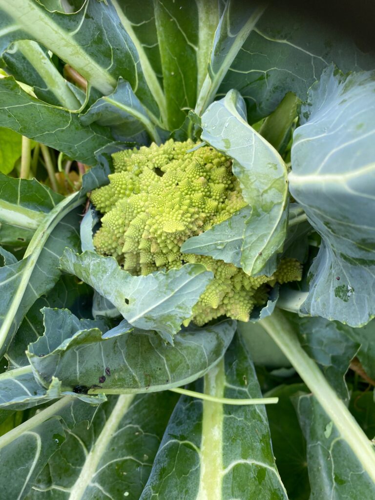 PHOTO-2024-10-24-17-27-16 2