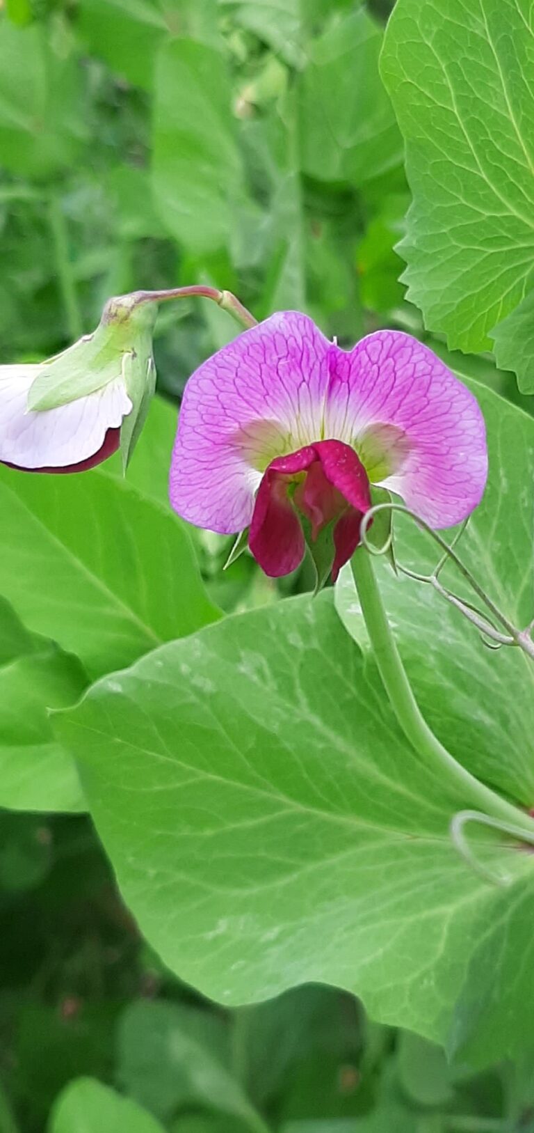 PHOTO-2025-05-22-09-41-05 (1)