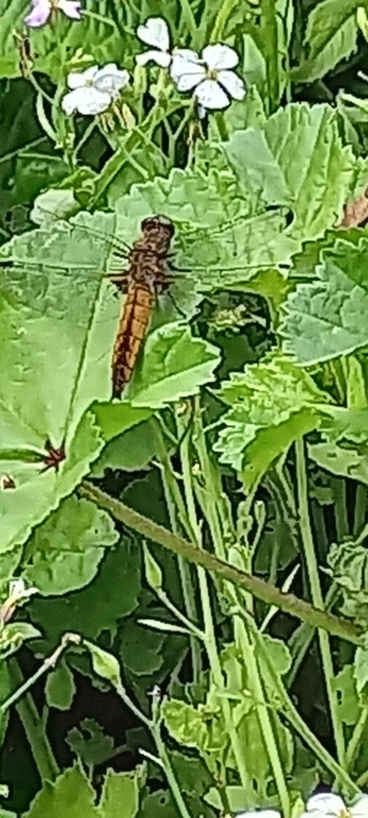 PHOTO-2025-06-11-13-01-20