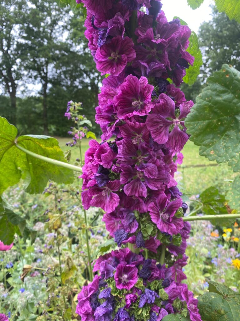 PHOTO-2025-07-01-08-14-42 2