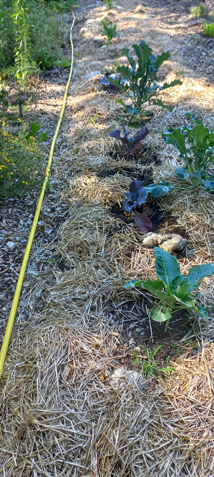 PHOTO-2025-07-01-10-28-40