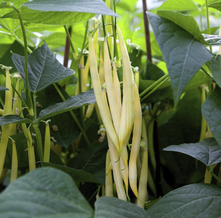 Screenshot 2026-01-21 at 12.59.47